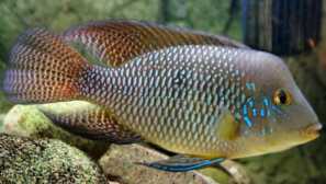 Brazilec geofagus, geofagus standerchner-aquarium fish.